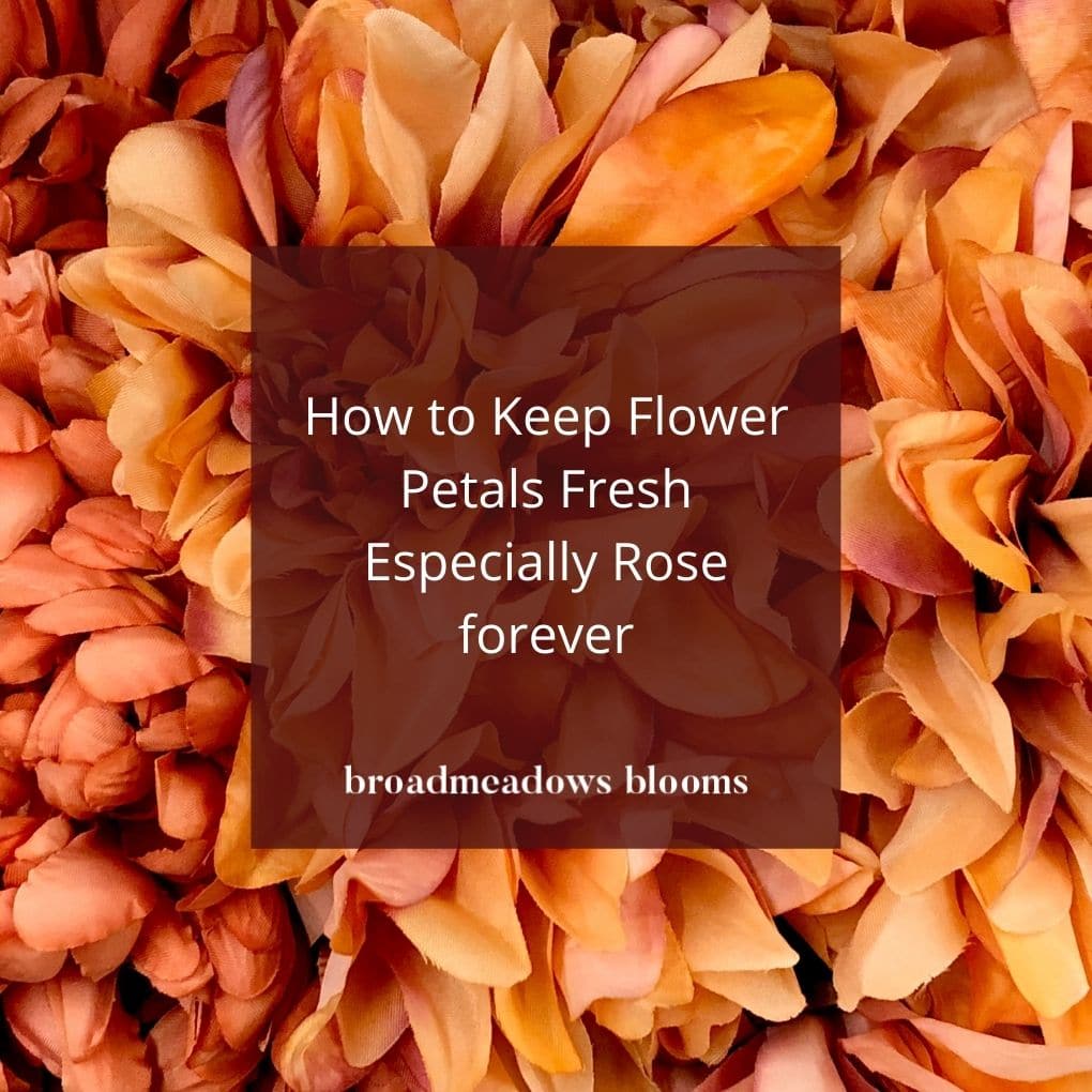 How to Keep Flower Petals Fresh